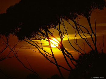 A new day dawns, trees, sunrise HD wallpaper
