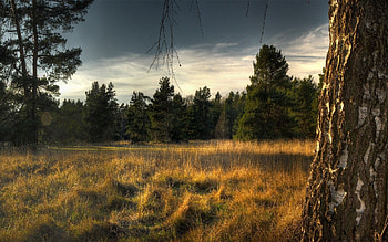 Nature, Trees, Grass, Bark HD wallpaper