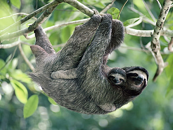 Animals, Wood, Couple, Pair, Tree, Family, Sloths HD wallpaper