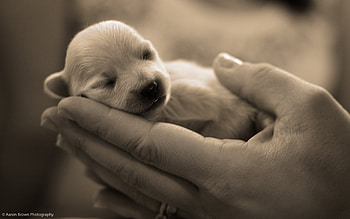 The Protector, dog, puppy, graphy, animals, dogs, puppies, protector HD wallpaper