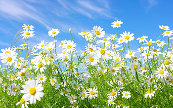 Plants, Flowers, Camomile HD wallpaper