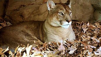 Cougar, Breathtaking scenery, Stunning presence, Untamed wilderness HD wallpaper