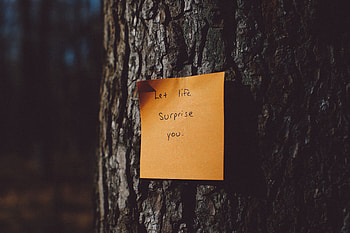 Words, Wood, Tree, Inscription, Motivation, Sticker HD wallpaper