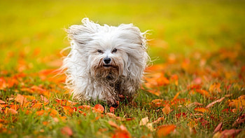 Havanese puppy, dog, sweet, cub, fall, , cute, puppy, havanese, animals, pets, autumn, nature, , foliage HD wallpaper