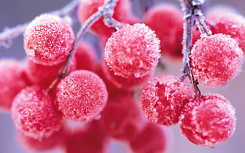 Plants, Berries HD wallpaper