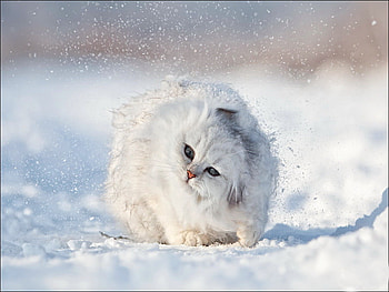 Stop that pesky snow, kitten, white, stop, kitty, cute, cat, fat, pesky, snow, funny, adorable HD wallpaper
