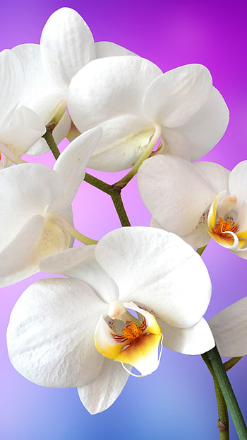 Orchid flower , White orchids, Pink background, Floral elegance HD phone wallpaper