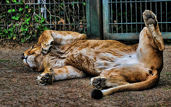Animals, Lion, Dream, Sleep, Reserve, Tumble, Somersault HD wallpaper