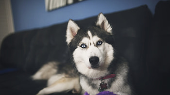 Siberan Husky 2, siberan-husky, animals, dog HD wallpaper