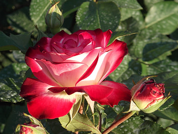 Plants, Flowers, Roses HD wallpaper