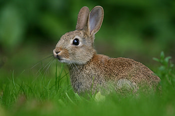 Animals, Sight, Opinion, Hare, Ruzak HD wallpaper