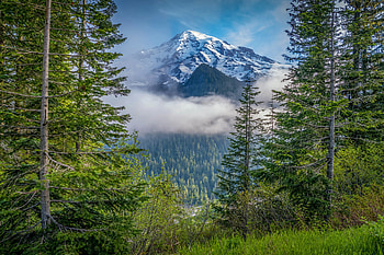 Mount Rainer, Washington, fog, nature, forest, usa, mountain HD wallpaper