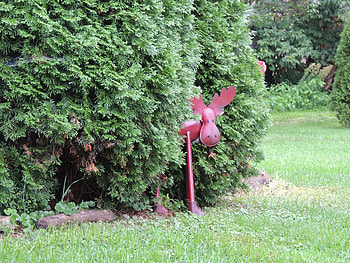 Red Moose Between The Cedars, graphy, Grass, Trees, Red, Moose, Nature HD wallpaper