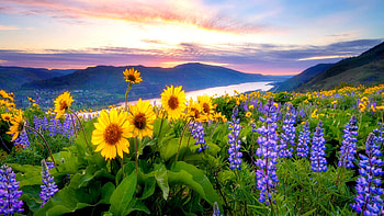 Field of sunflowers, flowers, nature, orange, hill, lupins, river, hills, wild, purple, sunflowers, field, mountains HD wallpaper
