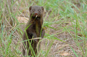 Mongoose, Polluting mongoose ears, Nature's balance, Conservation efforts HD wallpaper
