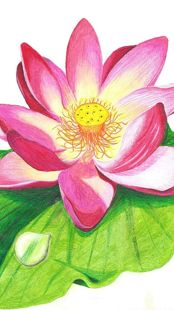 Lotus Flower, Drawing HD phone wallpaper