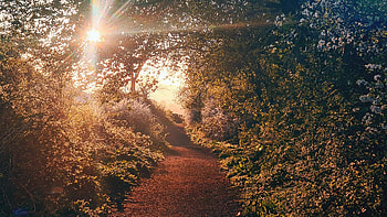Scottish Twilight - Stirling, Scotland, trees, morning, path, sunrise, sun HD wallpaper