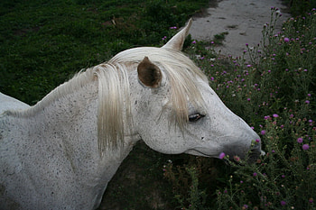 arabian horse , head, white, flowers HD wallpaper