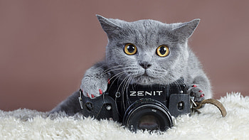 Gray-cat-with-camera, pisica, foto, de marca, camera HD wallpaper