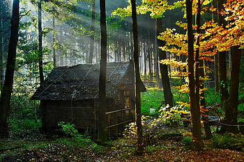 Nature, Autumn, Leaves, Lumen, Forest, Small House, Lodge, Morning, Opening HD wallpaper