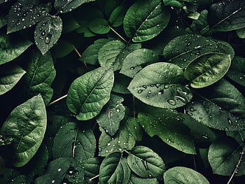 Close-up of lush green leaves with dewdrops, capturing a refreshing and natural texture. HD wallpaper