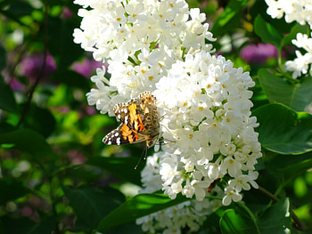 Butterflies, Insects HD wallpaper