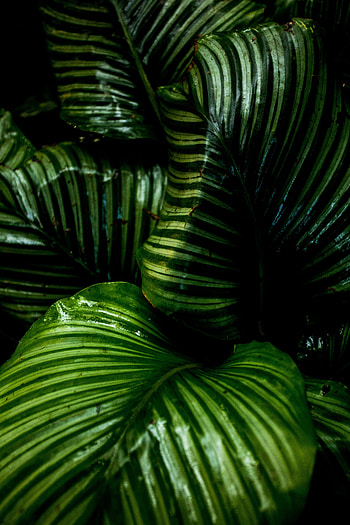 Bright, big green leaf, plants, nature HD phone wallpaper