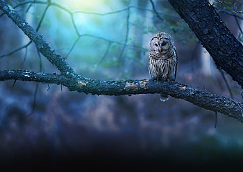 Owl Nature Forest, owl, birds, forest, graphy HD wallpaper