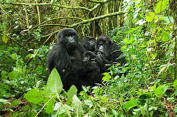 Virunga National Park, Gorillas in Congo, Adventure, Journey HD wallpaper