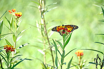 Animals, Flowers, Plant, Butterfly, Wings HD wallpaper
