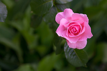 Rose, Blossom, Pink, Flower HD wallpaper
