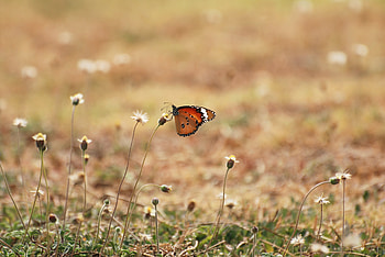 Animals, Flowers, Grass, Macro, Butterfly, Wings HD wallpaper