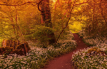 * Autumn *, trees, autumn, nature, forest HD wallpaper
