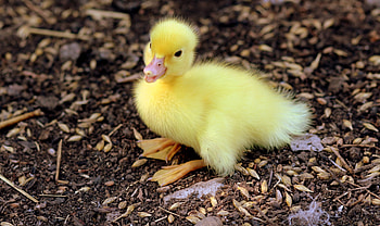 Animals, Young, Joey, Chick, Nestling, Duckling HD wallpaper