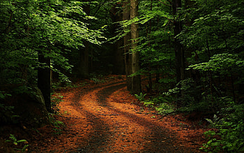 Landscape, Trees, Roads HD wallpaper