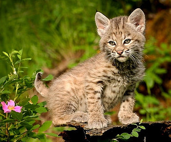 Enjoying the Sun, kitten, cute, cat, grass, wild, spots, pretty, flower, green HD wallpaper