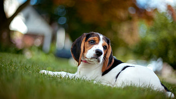 Beagle, Dog , High quality, Cute canines HD wallpaper
