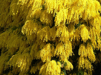 Acacia Tree, Nature's wonder, Explore beauty, Breathtaking HD wallpaper