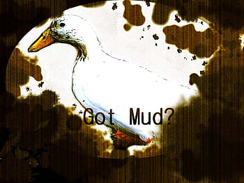Got mud?, dirt, duck, dirty duck, got mud, mud, chuck HD wallpaper