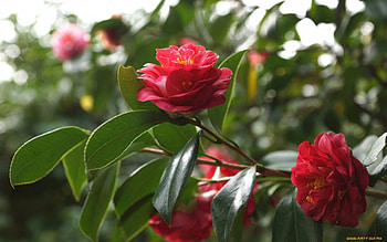 Red Camellias, flowers, plants, camellias, red HD wallpaper