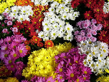 Flowers, Chrysanthemum, Bright, Lot, Different HD wallpaper