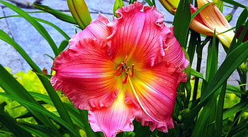 Lily flower, summer, flower, garden, scent, beautiful, spring, fragrance, lily HD wallpaper