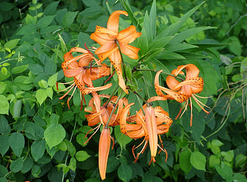 Flowers, Lilies, Greens, Flower Bed, Flowerbed, Garden HD wallpaper