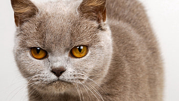 Animals, Kitty, Kitten, Muzzle, Sight, Opinion, Anger HD wallpaper