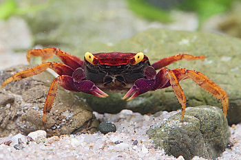 Vampire crab, Crabs HD wallpaper