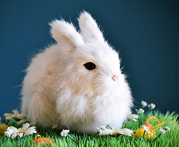 Cute, white bunny, animal, rabbit HD wallpaper