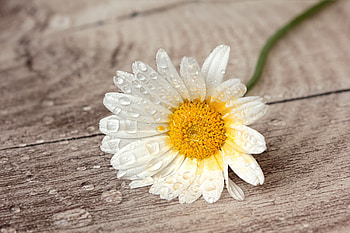 Still life, white daisy, water drops HD wallpaper