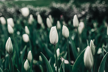 Portrait, white tulips, farm HD wallpaper