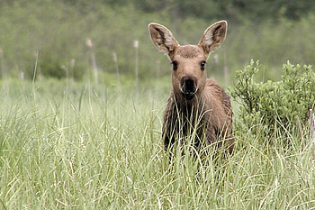 Animals, Grass, Kangaroo HD wallpaper