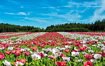 Colorful poppy field in full bloom under a vivid blue sky, with a forest backdrop. HD wallpaper